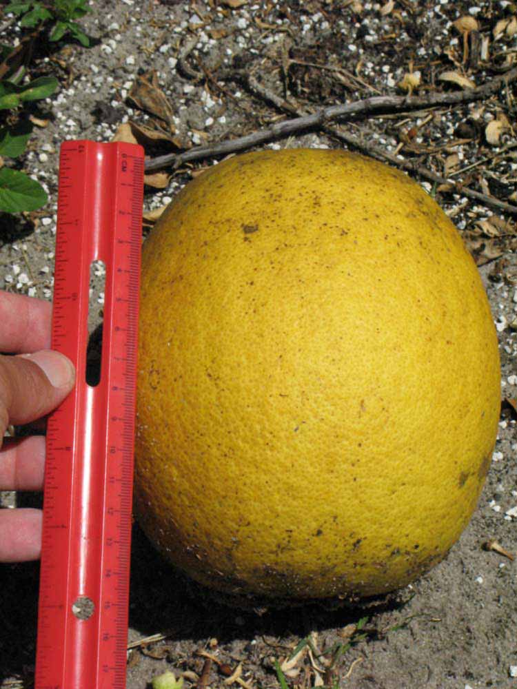            Fruit (Winter Haven, FL)   